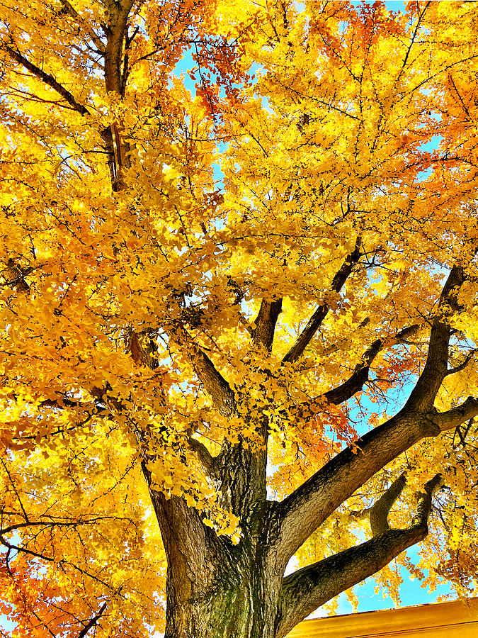 Golden Tree in Fall Photograph by Anthony M Davis