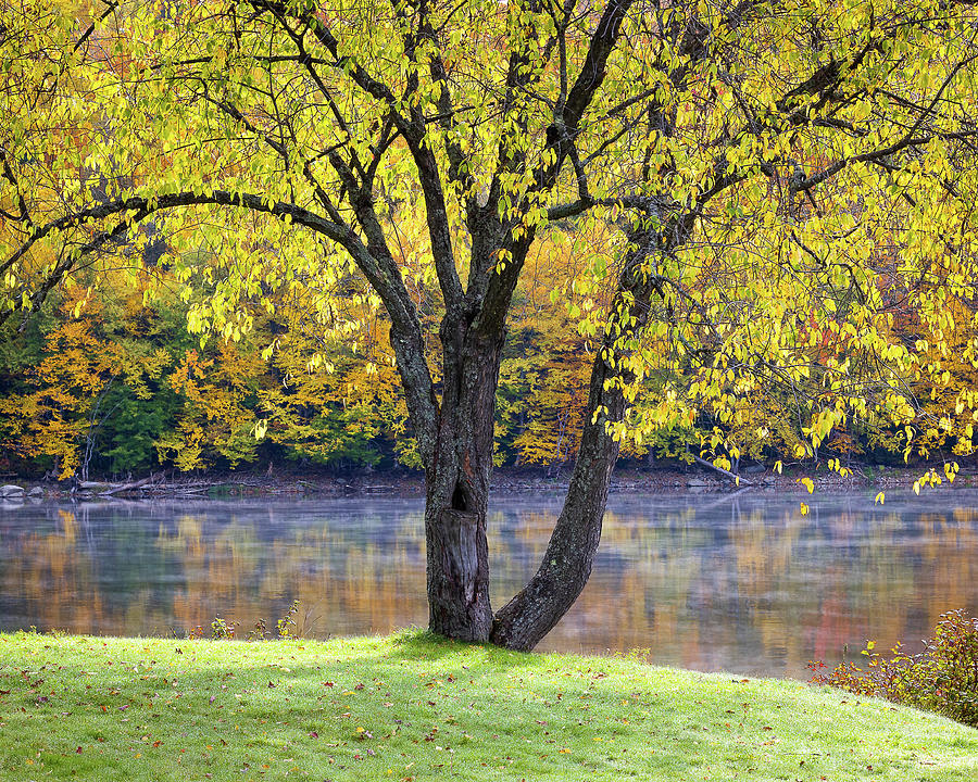 Golden Tree in Fall Photograph by Debbie Gracy - Fine Art America