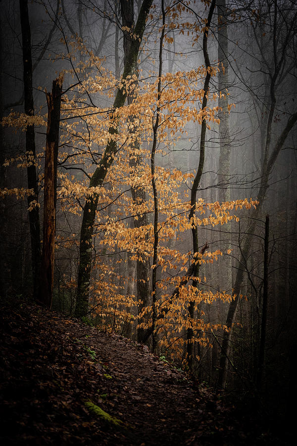 Golden Tree In Foggy Forest Photograph by Kelly VanDellen