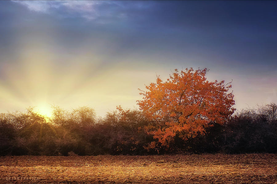 Golden tree in the autumn field Photograph by Dejan Travica Golden tree in the autumn field Photograph by Dejan Travica