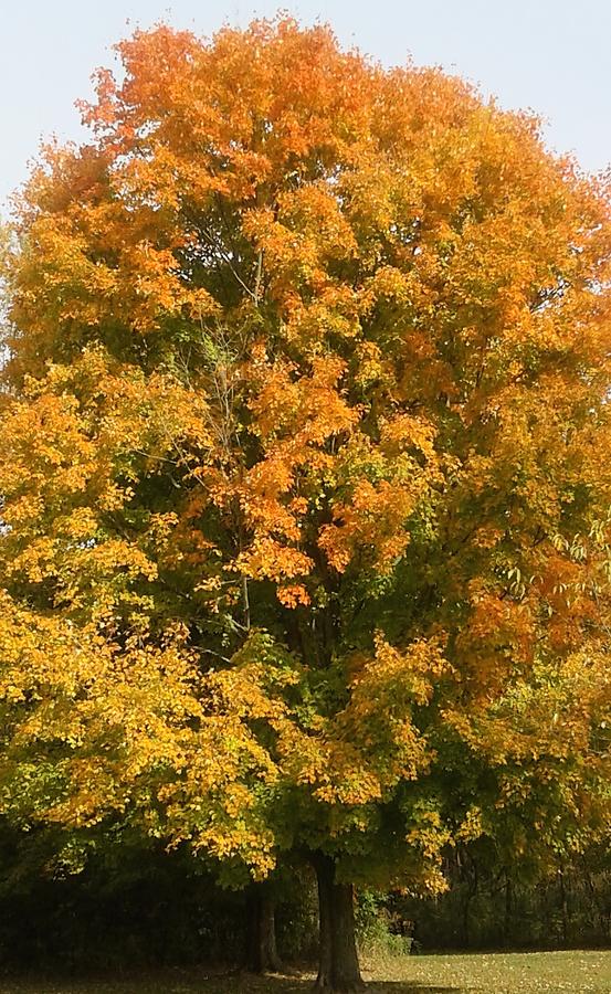 Golden Tree of Autumn Photograph by Deana Vitali - Fine Art America