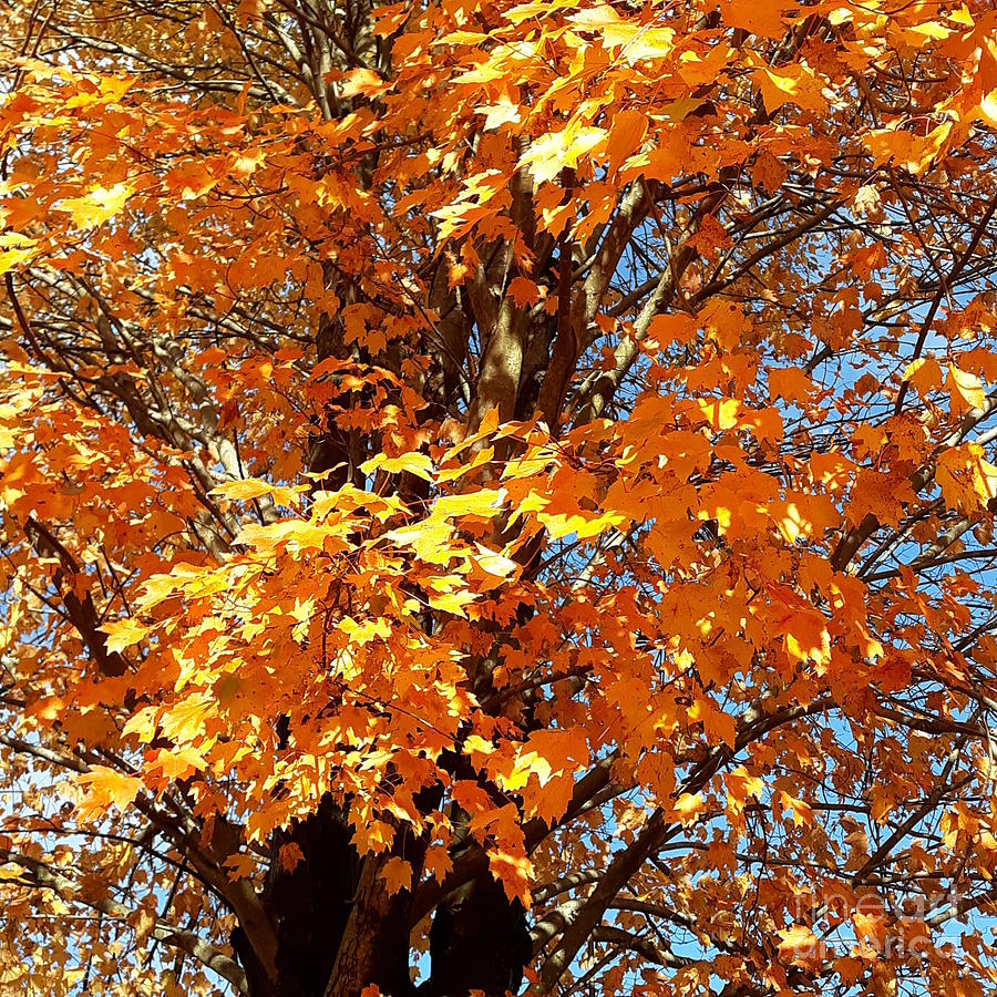 Golden Tree original Photograph by GJ Glorijean - Pixels