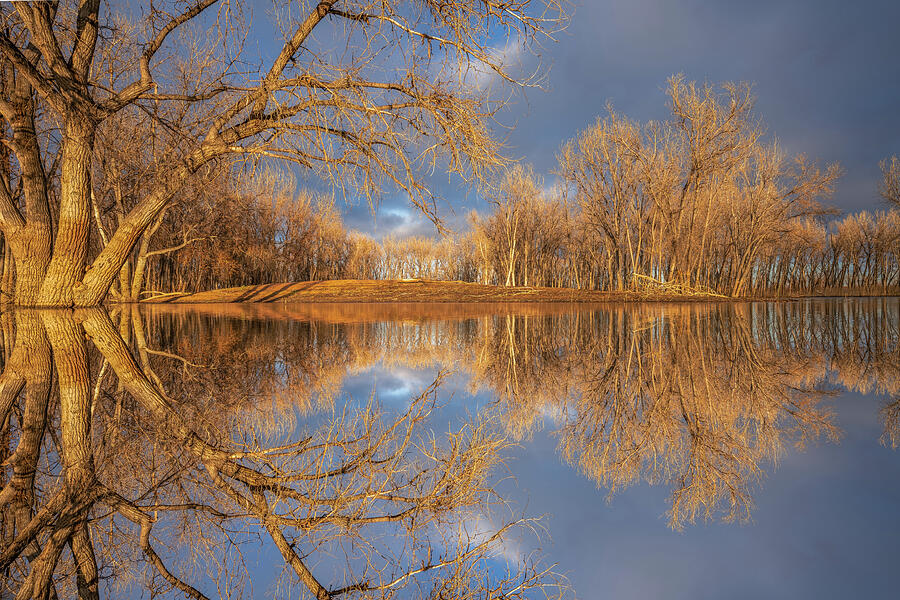 Golden Tree Pond Photograph by Darren White