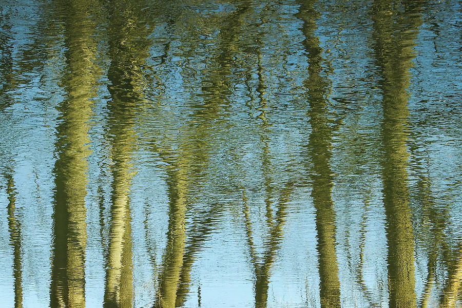 Golden Trees Reflections Photograph by Tana Reiff