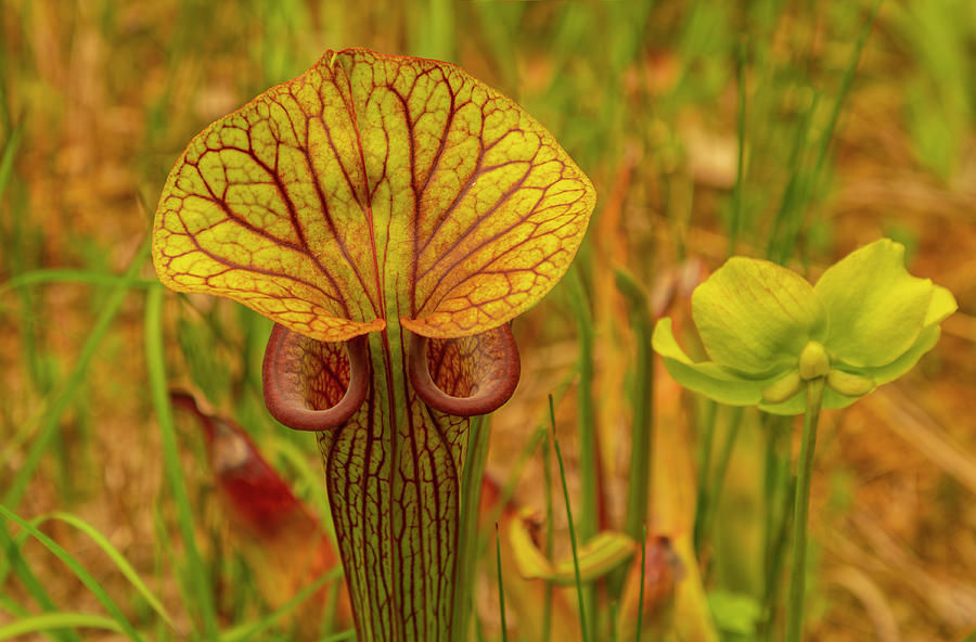 Golden Trumpet Pitcher Plant Photograph by Cate Franklyn