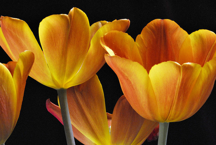 Tulip Photograph - Golden Tulips by Keith Gondron