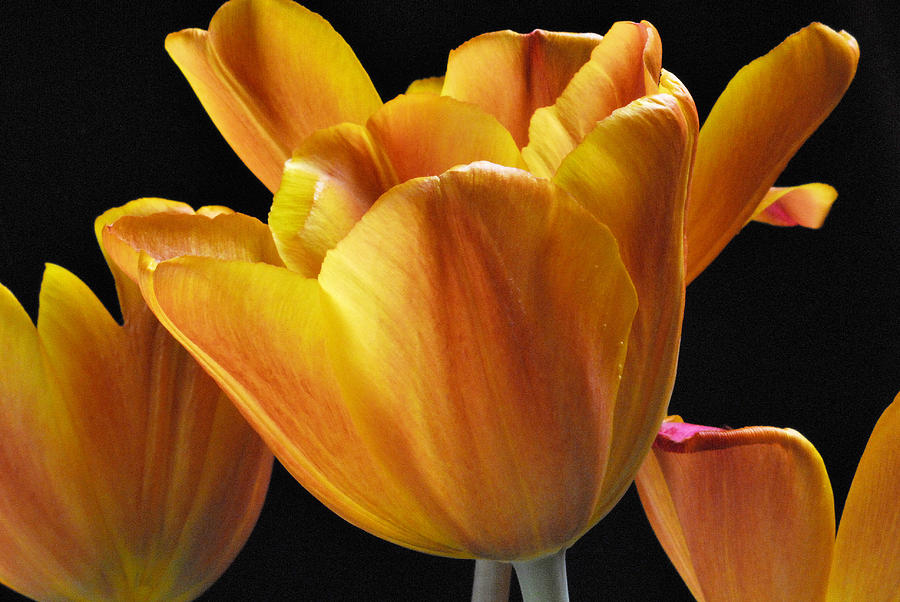 Tulip Photograph - Golden Tulips Up Close by Keith Gondron