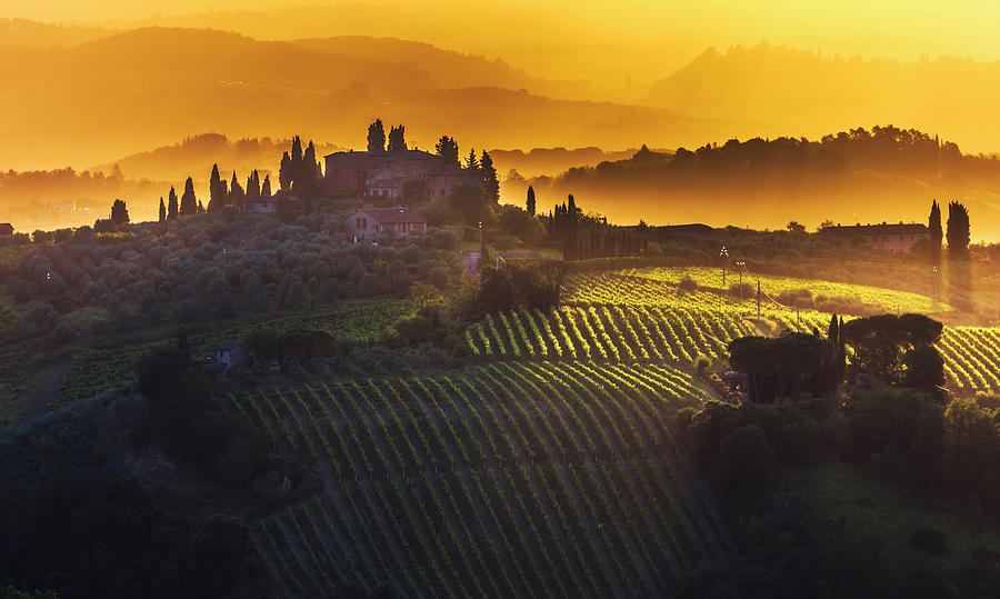 Golden Tuscany Photograph by Evgeni Dinev