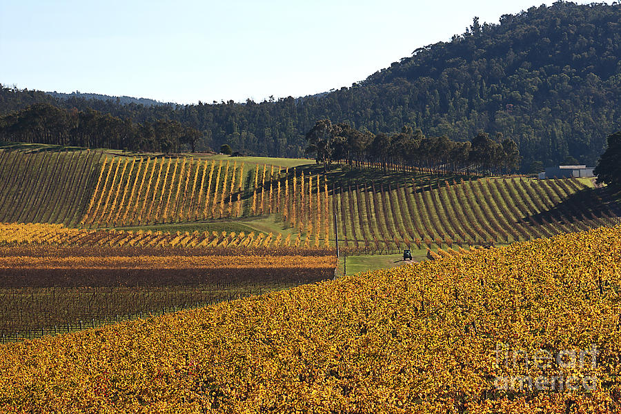 golden vines-Victoria-Australia Photograph by Joy Watson