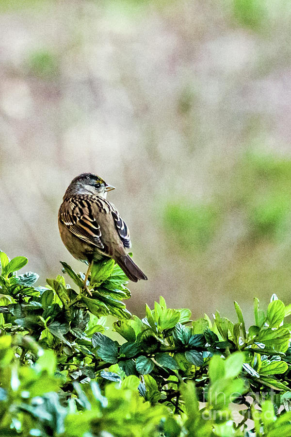 Golden-crowned by Kate Brown Golden-crowned by Kate Brown