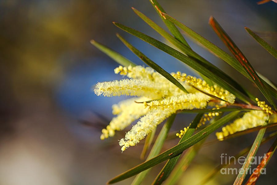 Golden Wattle Flower Fingers  Photograph by Joy Watson