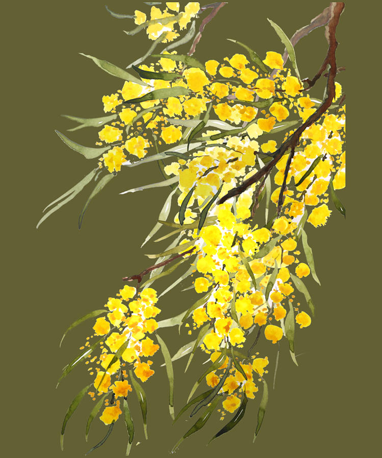 Golden Wattle Flower Watercolor Digital Art by Phai Bui - Fine Art America