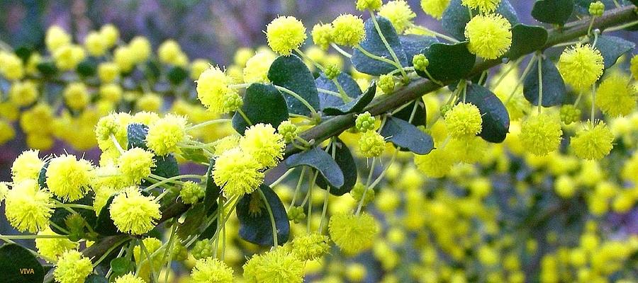 Golden Wattle Photograph by VIVA Anderson