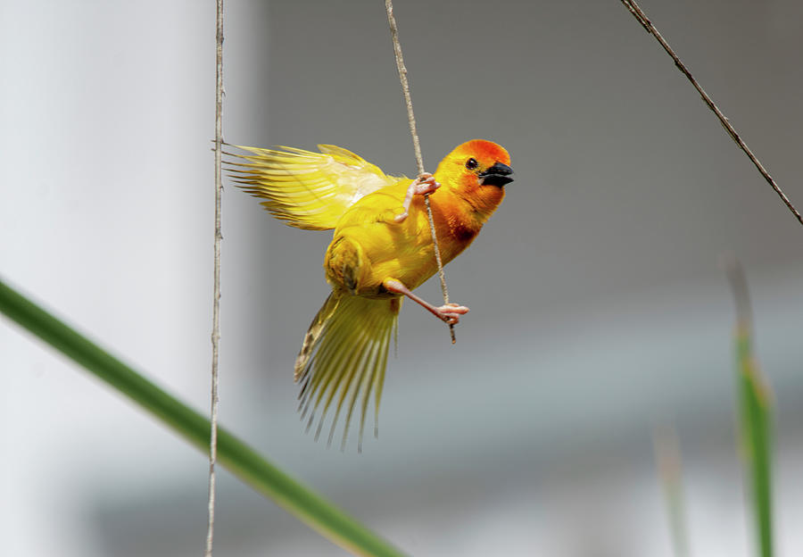Golden Weaver Bird Photograph