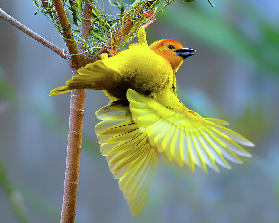 Golden Weaver Photograph by Rodney Campbell