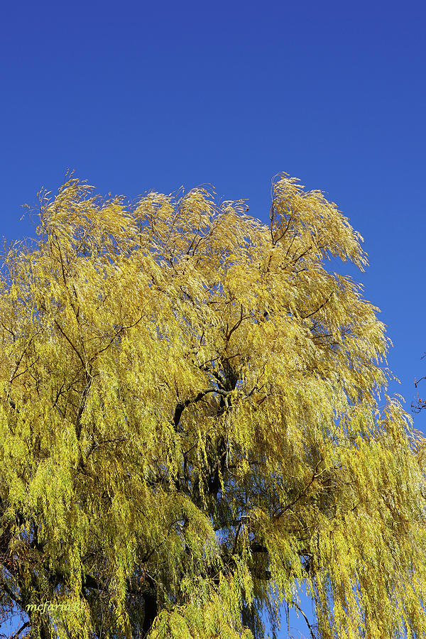 Golden Weeping Willow Photograph by Maria Faria Rodrigues - Pixels