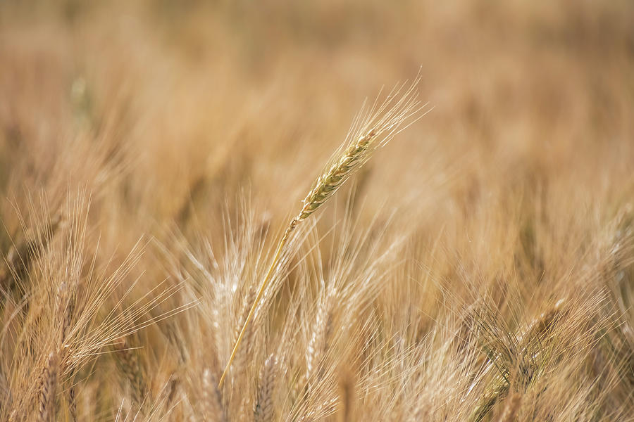 Golden Wheat Ears Photograph by Alexios Ntounas