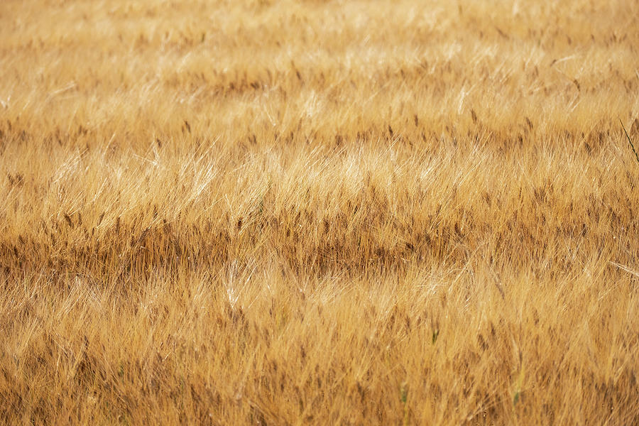 Golden Wheat Field Photograph by Alexios Ntounas