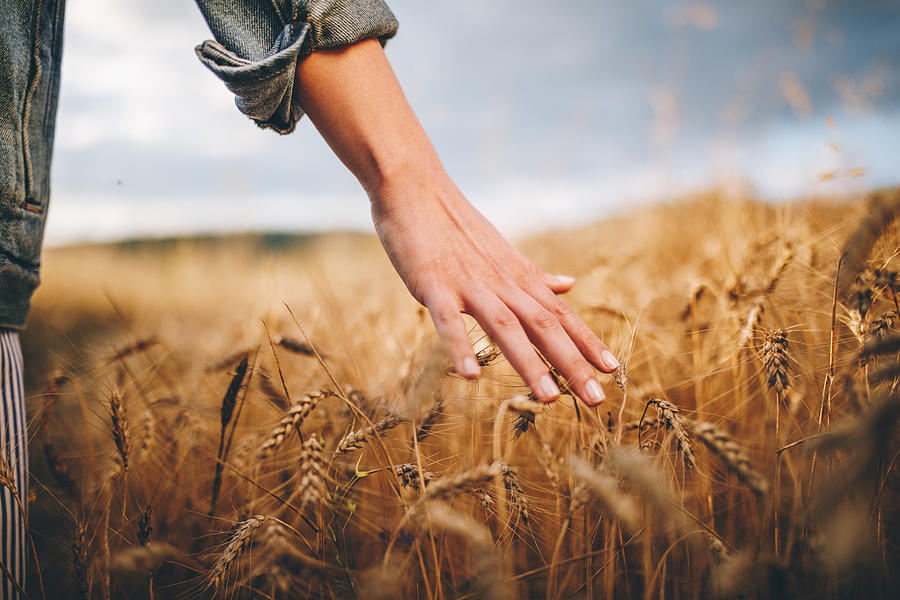 Golden wheat fields Photograph by FluxFactory Golden wheat fields Photograph by FluxFactory