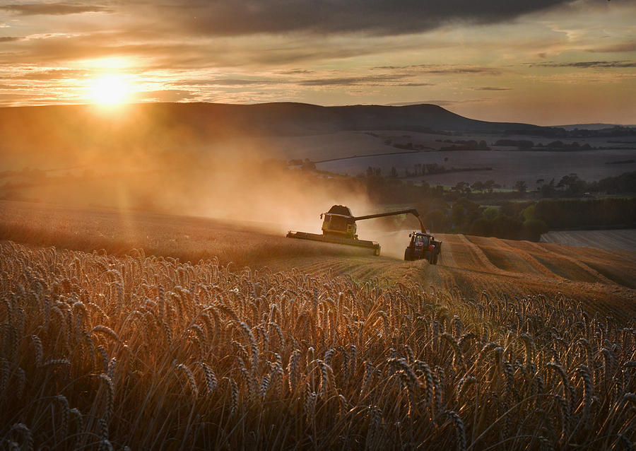Golden Wheat harvest Photograph by Oversnap