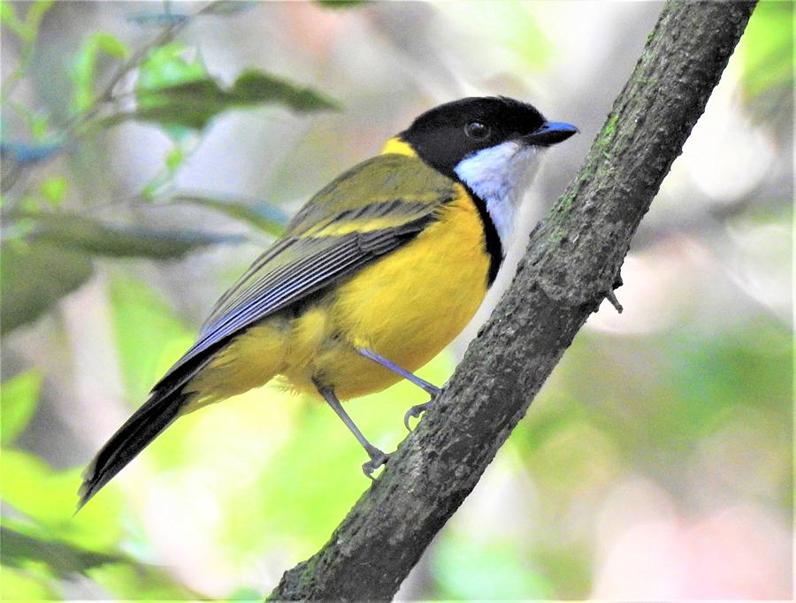 Golden whistler Photograph by Athol KLIEVE | Fine Art America