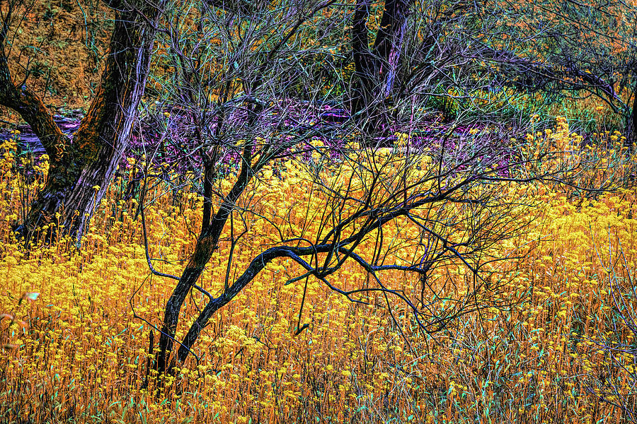 Golden Wildflowers in the Marsh Meadows   Photograph by Debra and Dave Vanderlaan
