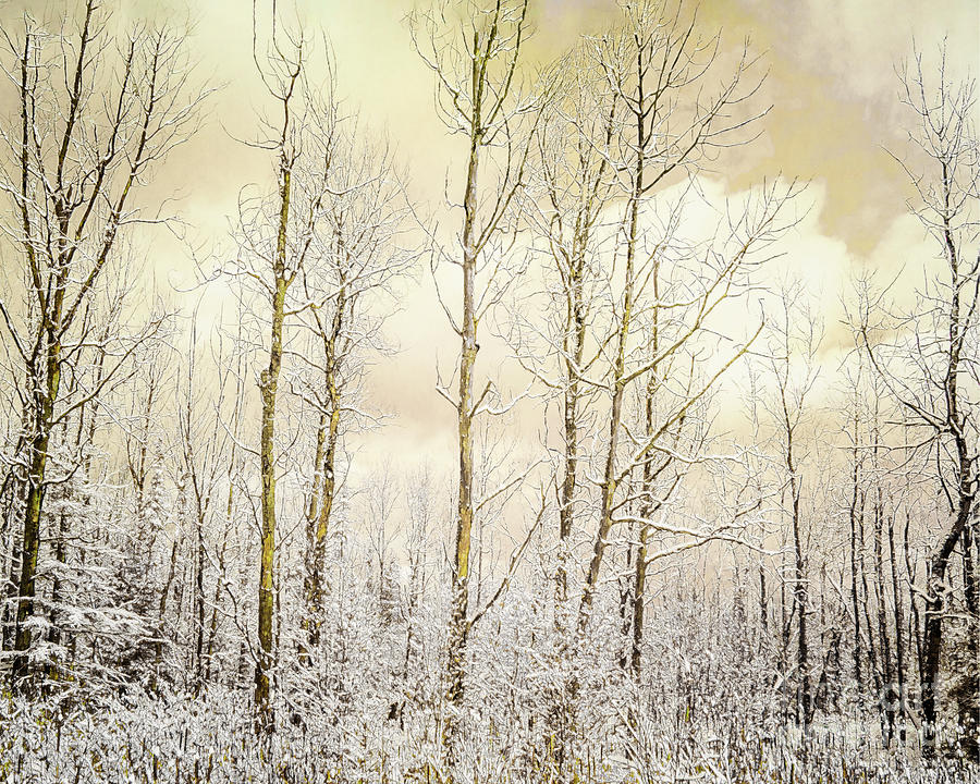 Golden Winter Forest Photograph