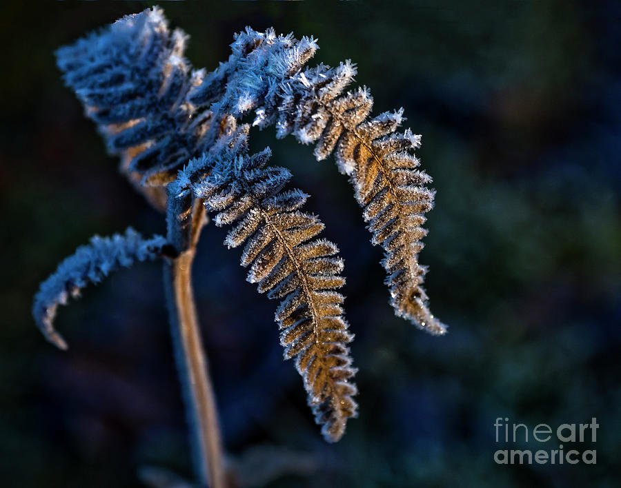 Winter Golden Jewels Photograph by Tatiana Bogracheva