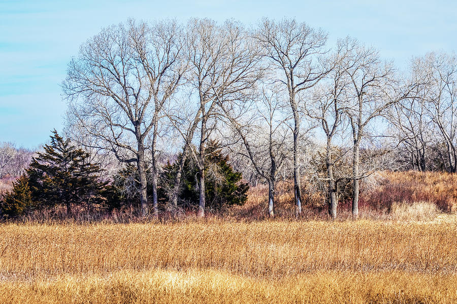 Golden Winter Landscape Photograph by Debra Martz