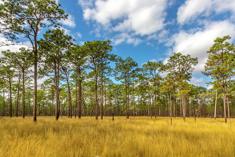 Golden Wiregrass in the Pine Woods Photograph by W Chris Fooshee