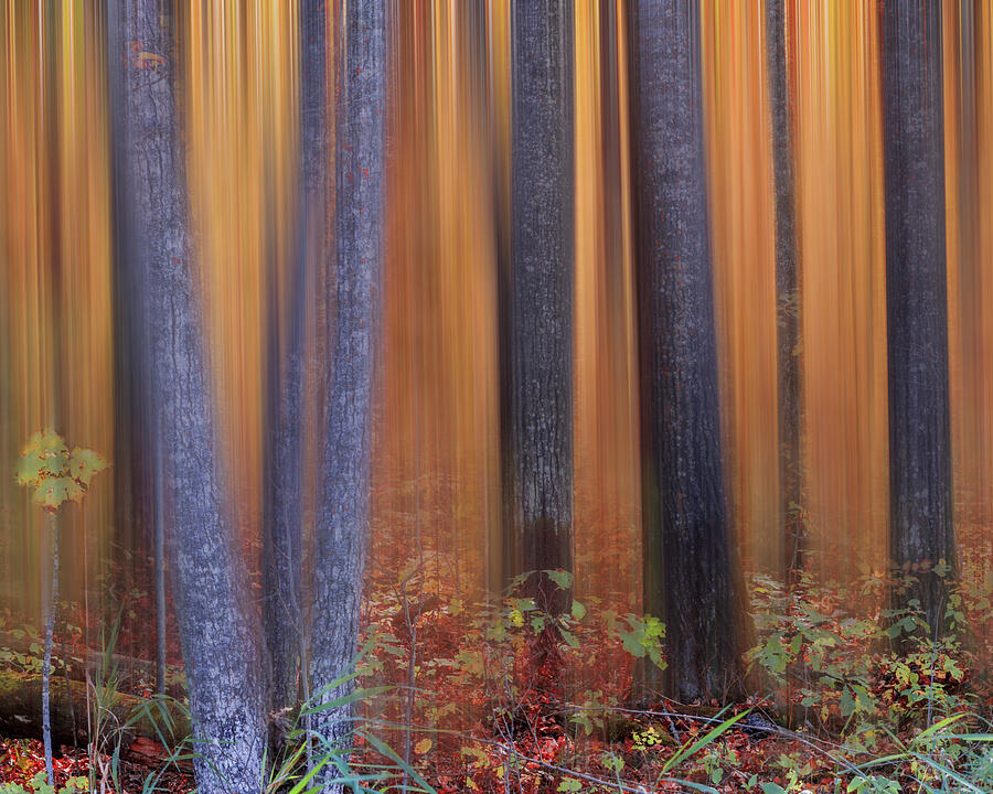 Golden Woods - Blur Photograph by Patti Deters