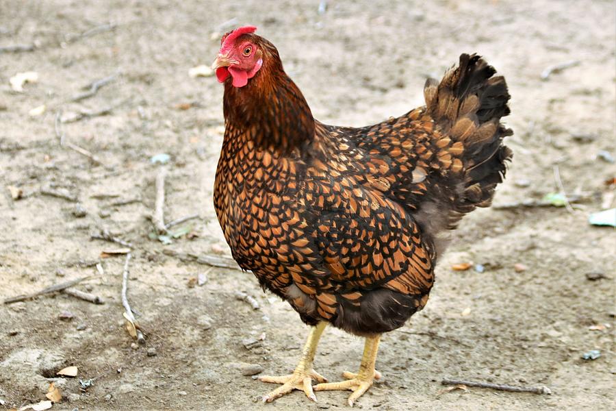 Golden Wyandotte Chicken 2 Photograph by Les Classics - Fine Art America