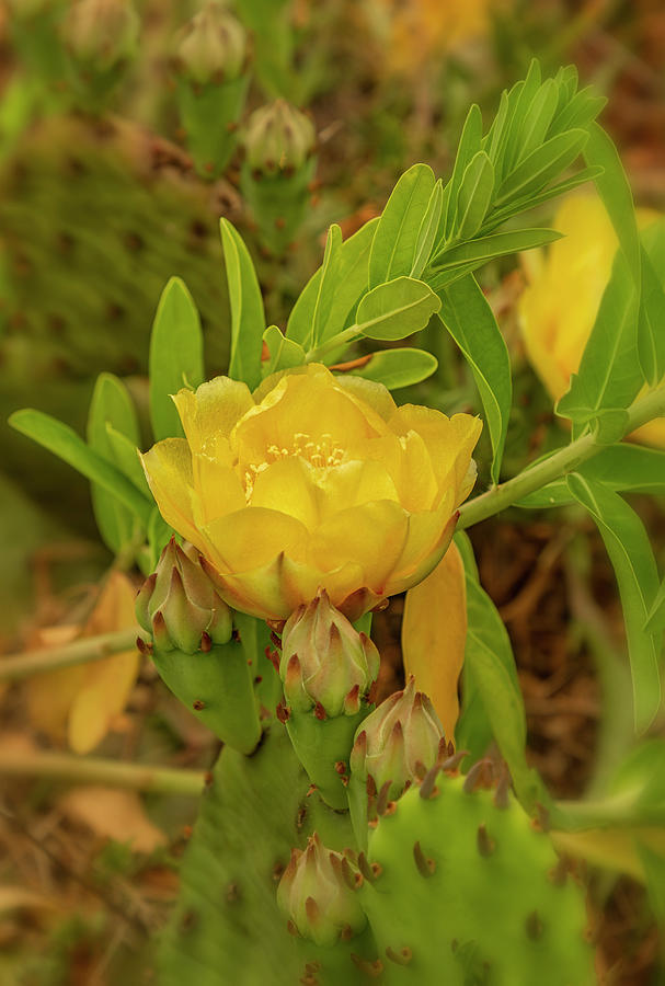 Golden Yellow Cactus Bloom Photograph by Cate Franklyn