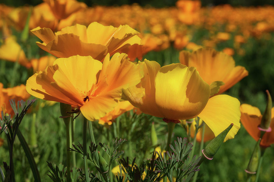 Golden Yellow California Poppies in a Field Photograph by Catherine Avilez