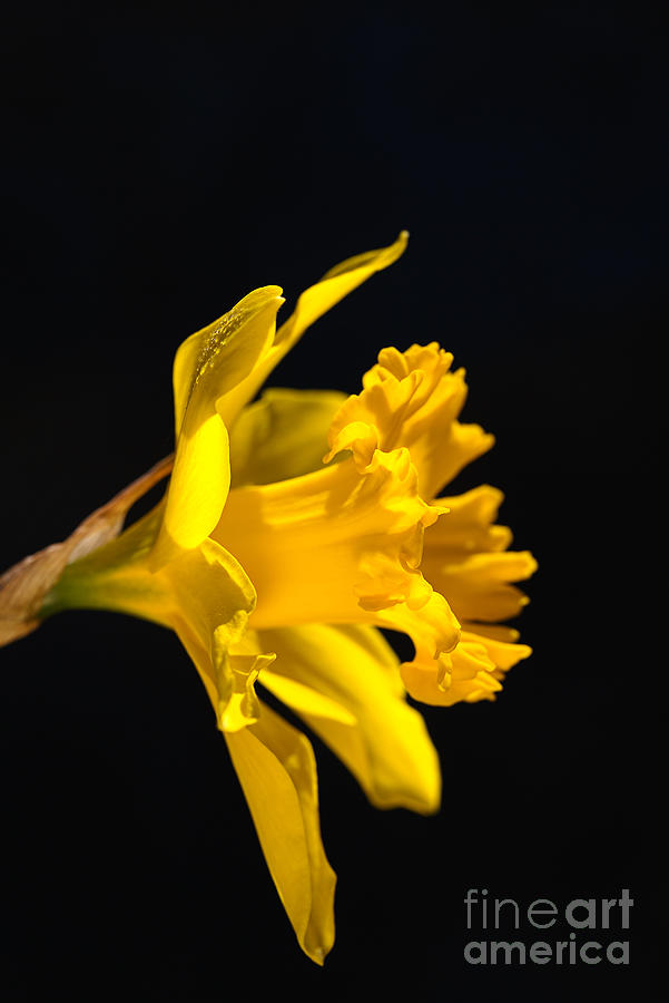 Golden Yellow Daffodil Flower Photograph by Joy Watson