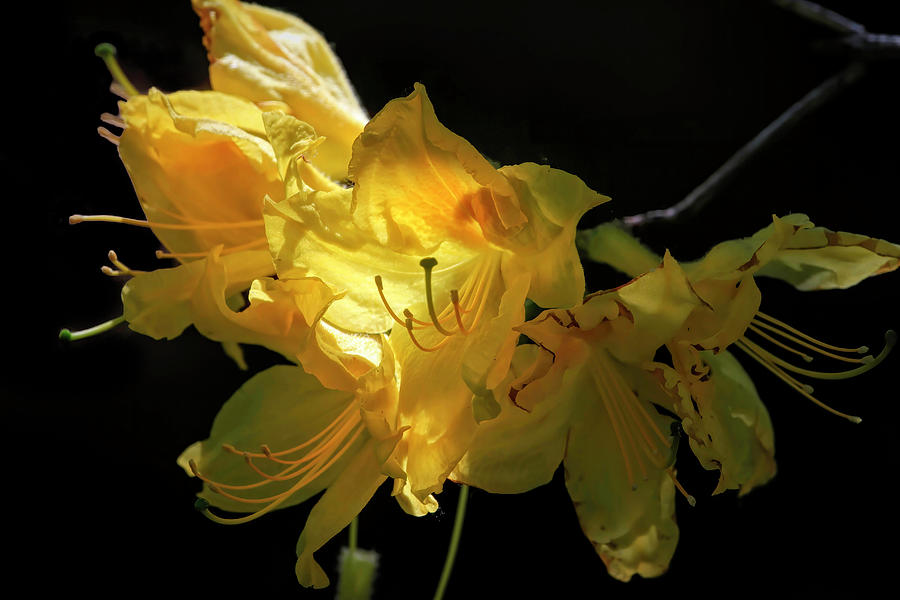 Golden Yellow Photograph by Donna Kennedy