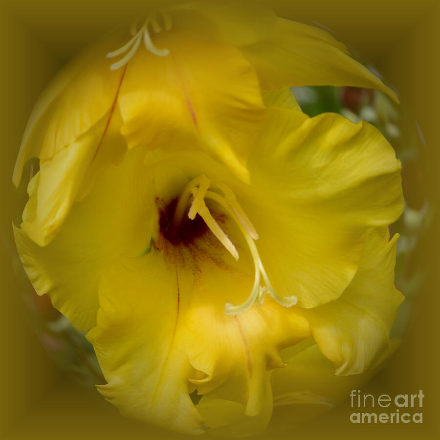 Golden Yellow Gladiolus Photograph by Yvonne Johnstone