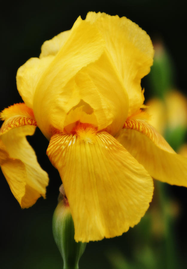 Golden Yellow Iris Flower Portrait Photograph by Gaby Ethington