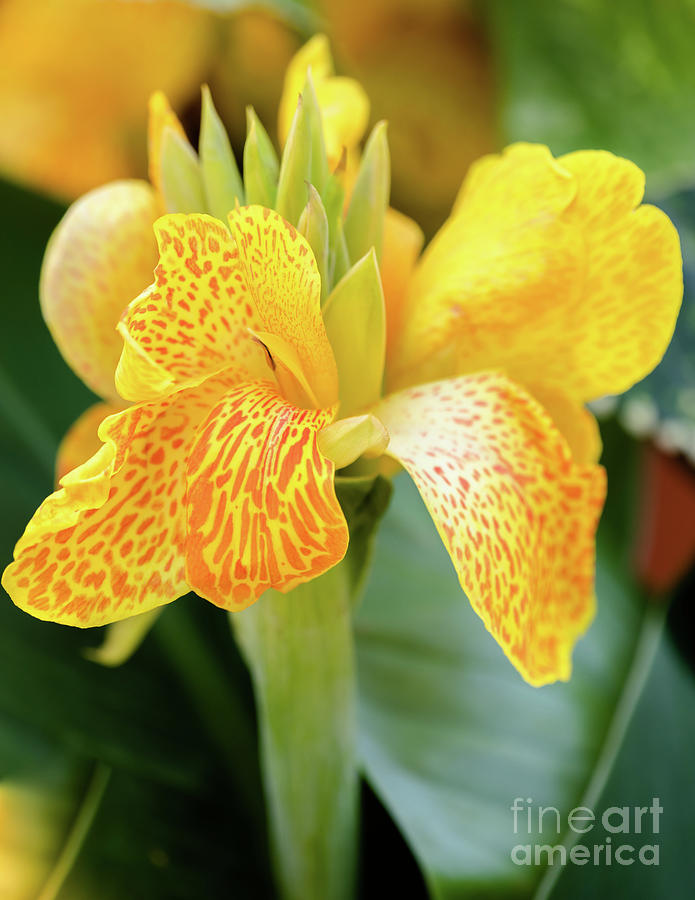 How to grow eye-catching tropical Canna Lilies