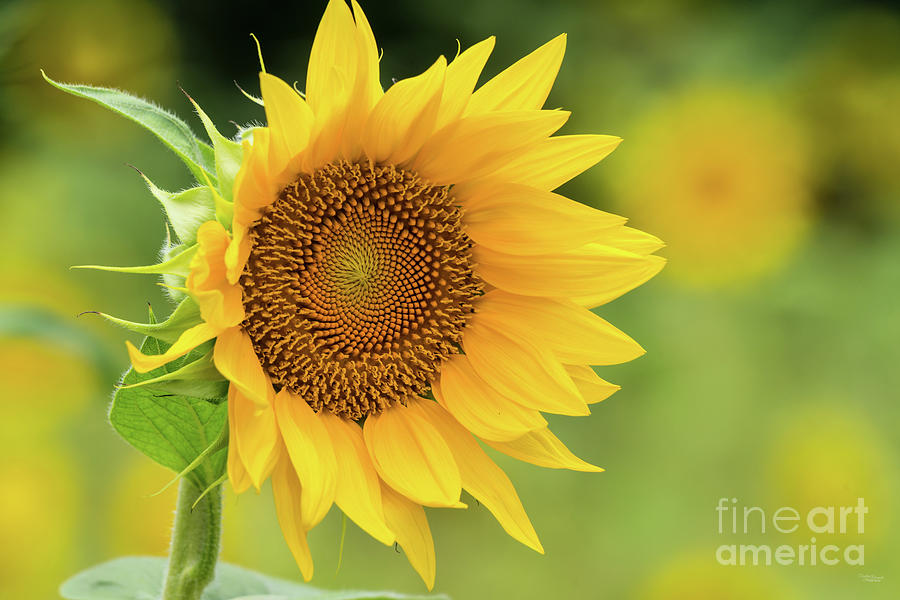 Golden Yellow Sunflower Bloom Photograph by Jennifer White