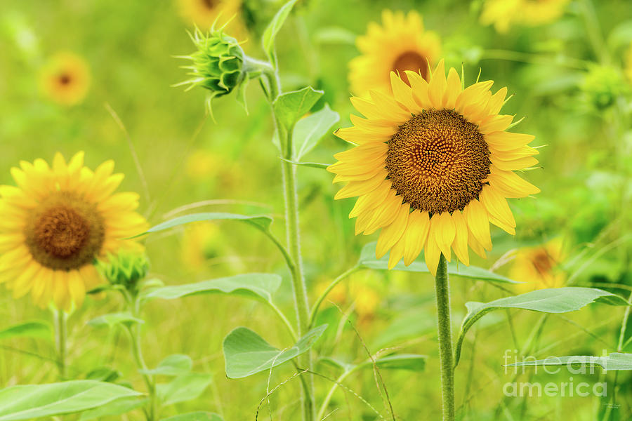 Golden Yellow Sunflower Garden Photograph by Jennifer White