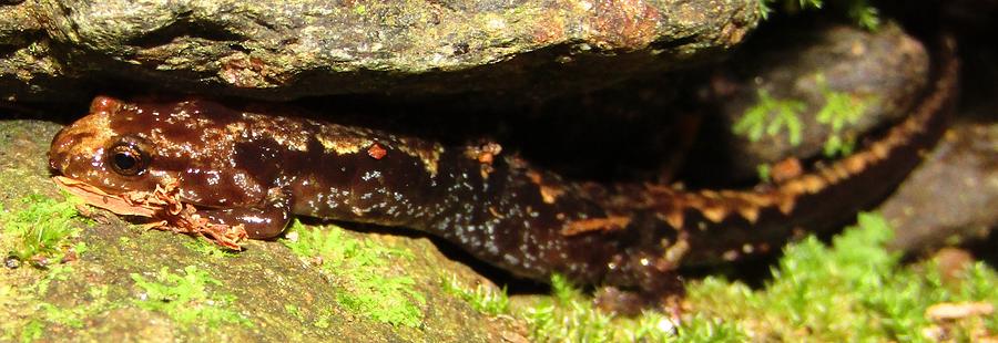 Golden Zigzag Salamander Photograph