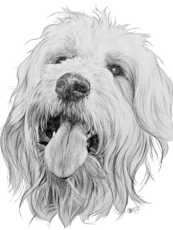 Dog Drawing - Goldendoodle by Barbara Keith