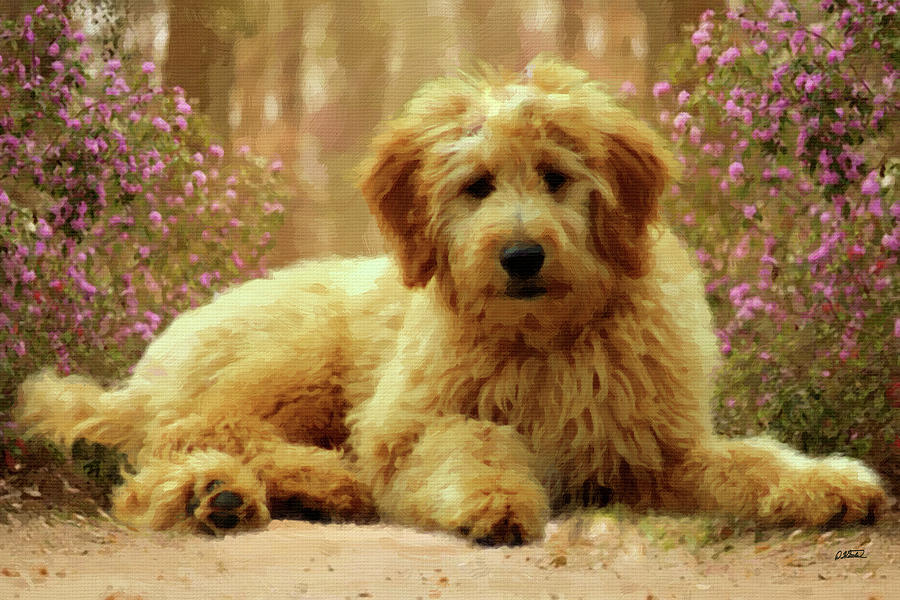 Goldendoodle - DWP1750433 Painting by Dean Wittle