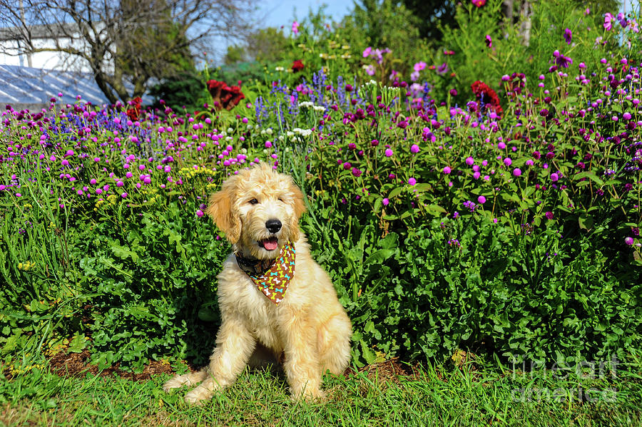 Goldendoodle puppy poses with a bandana for a dog portrait in front of a flower bed. Photograph by Gunther Allen