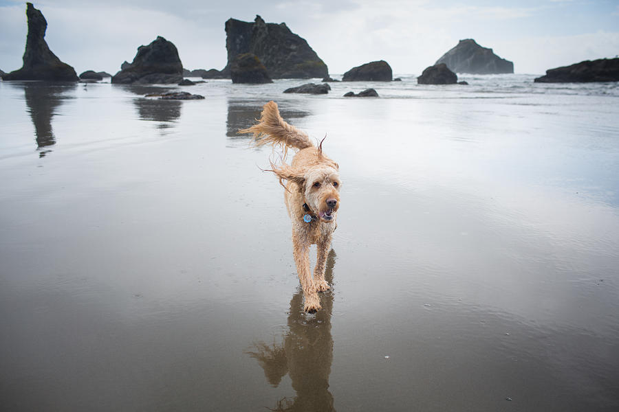 Goldendoodle running on beach Photograph by Photo by Jules Clark