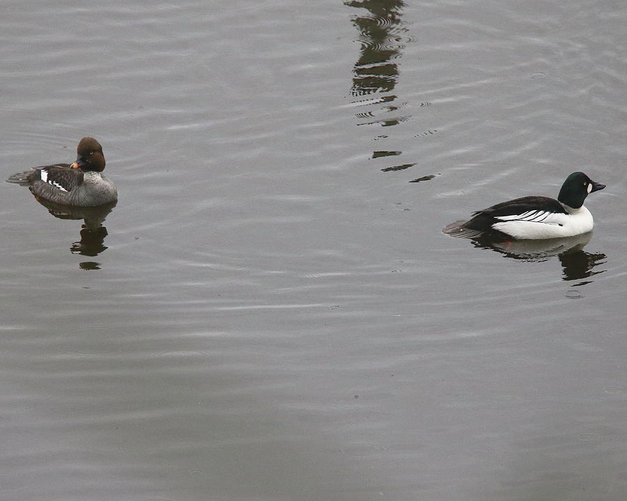 Goldeneye Pair 2 Photograph by Arvin Miner