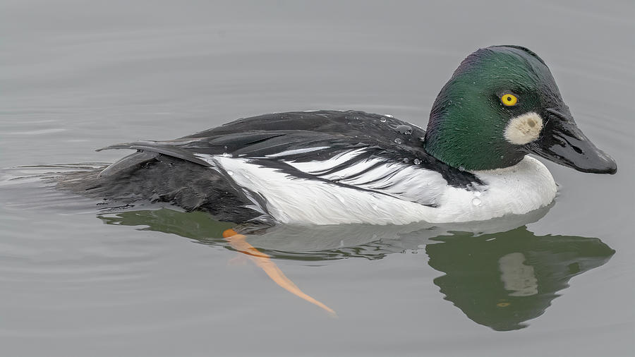 Goldeneye Profile Photograph by Mike Gifford
