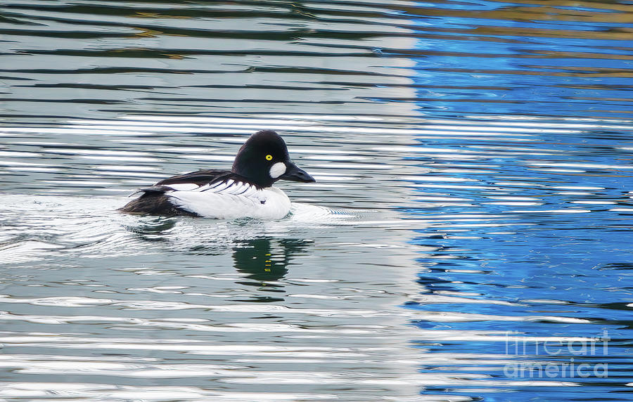 Goldeneye On Abstract Water Photograph by Charline Xia