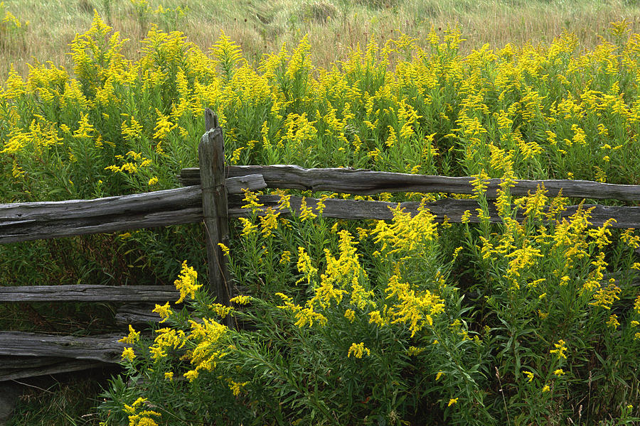 Goldenrod and split rail fence Photograph by Comstock Images